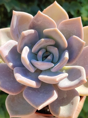 ECHEVERIA Garotto